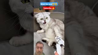 Funny cat 😸😸 angrycat catlover catvideos catshorts catholic catvideo catsofinstagram shorts [upl. by Timmi]