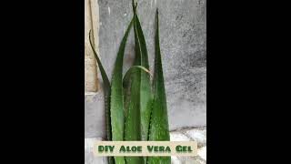 Preserve Aloe Vera Gel at Home [upl. by Akcinehs]