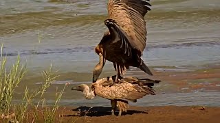 Vulture Breeding Cycle  Mating  Nesting  Chick Growing  Feeding [upl. by Honorine155]