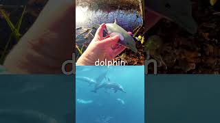 Learn Sea Animal Names for Babies Kids at the Pond Starfish Crocodile Dolphin Blue Shark Penguin [upl. by Sada718]