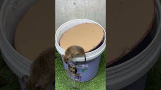 Best home mouse trapmouse trap tips rat rattrap [upl. by Aurelia]