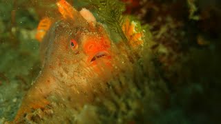 Caring for the rarest fish in the world  Tasmanias red handfish [upl. by Noir]