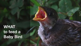 What To Feed An Abandoned Baby Bird [upl. by Maeve]