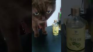 Coco chôm chả lụaMYCAT FUNNY mycat cat meaow mymeow catlover meaw funny [upl. by Llejk]