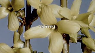 UICIDEBOY  GENESIS Lyric Video [upl. by Onivag]