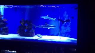 Saltwater Fish Tank Blacktip Shark Aquarium for Home [upl. by Mathews]