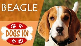 Dogs 101  BEAGLE  Top Dog Facts About the BEAGLE [upl. by Payne]