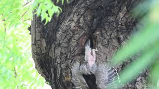 Hornbill chicks leaving nest [upl. by Ariel]