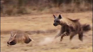 Aardvark Anteater Tries to Outrun Hyena in an Epic Chase [upl. by Willms]