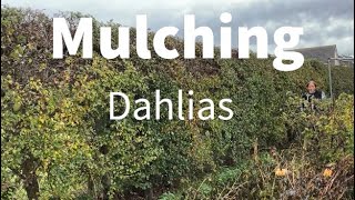 Mulching Dahlia Tubers [upl. by Eldreeda]