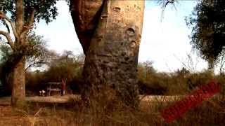 Baobab Tree Adansonia Travel Video [upl. by Nipha960]