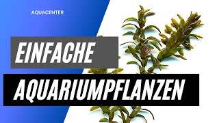 Einfache Pflanzen für dein Aquarium  Ohne co2 Ohne Düngung [upl. by Aicilak]