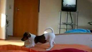 Jack Russell Terrier  Sunny erstes Bellen [upl. by Knick53]