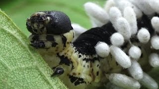 Hyperparasitoid Chalcid Wasps emerging from Braconid Wasp cocoons [upl. by Ayaros]