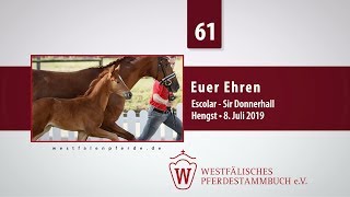 61 Euer Ehren Hengst v Escolar  Sir Donnerhall [upl. by Oiromed]