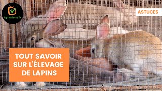 Astuces  Tout savoir sur l’élevage de lapins [upl. by Sandro863]