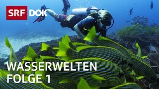 Tauchen in Indonesien auf den Seychellen in Grönland amp der Schweiz  Wasserwelten 14  SRF Dok [upl. by Prunella]