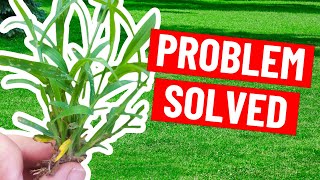 How to Get Rid of Crabgrass without Damaging the Lawn  Weed Control Tips [upl. by Jamaal]