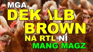 MGA DEKALB BROWN NA RTL NI MANG MAGZ [upl. by Domonic300]