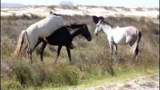 CASAL DE CAVALOS NAMORANDO [upl. by Uok]