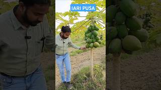 IARI Pusa Samsatipur Research farm IARI papaya seedproduction farming pusabiharkrishiguru [upl. by Esela]