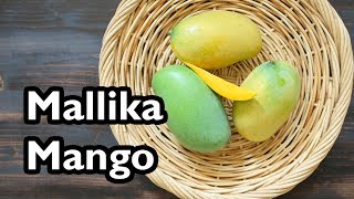 Truly Tropical Mango Varieties ‘Mallika’ [upl. by Leivad]