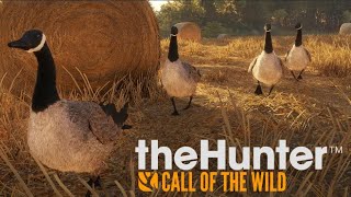 Goose Hunting Tutorial theHunter Call of the Wild [upl. by Skiba]