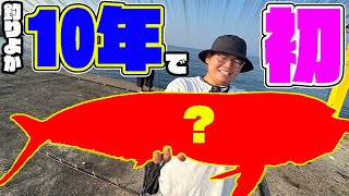 【2人旅 3】釣りよかが10年求めていた魚が遂に堤防から釣れた！！ [upl. by Applegate]