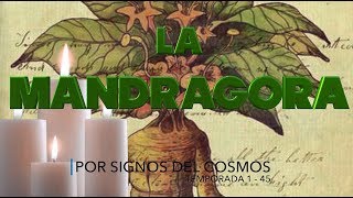 LA MANDRÁGORA Historia y propiedades Mágicas [upl. by Mechelle]