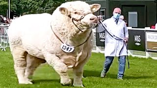 Champion Bulls of Different Breeds at Royal Highland Show 2021 [upl. by Harman160]