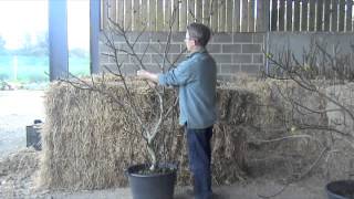 Fig Trees A guide to winter pruning [upl. by Bein]