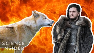 Game Of Thrones Science Are Dire Wolves Real [upl. by Nasaj]