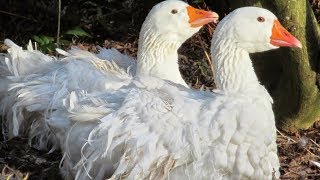 Sebastopol Geese  Unique Curly Feathers [upl. by Jaco]