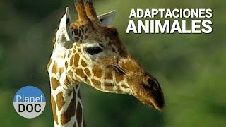 Shaba Adaptaciones Animales  Naturaleza  Planet Doc [upl. by Onfroi935]