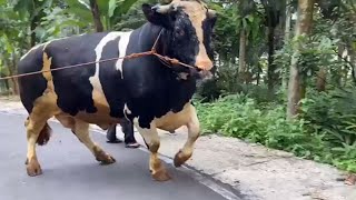 SAPI LANGKA FH RAKSASA ngamuk Pohon depan kandang roboh🔥 [upl. by Aicenod]