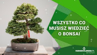 Wszystko co musisz wiedzieć o bonsai [upl. by Laurence]