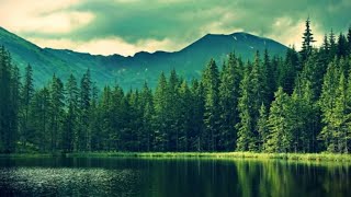 Top 10 largest Forests in the world  SuprTop [upl. by Latnahc]