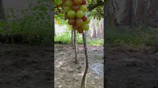 BAUANG LA UNION GRAPES FARM [upl. by Amber]