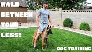 TEACH YOUR DOG TO WALK BETWEEN YOUR LEGS Belgian Malinois [upl. by Aliban]