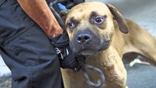 ASPCA Video Abused Dog Fighting Victims One Year Later [upl. by Winonah653]