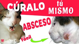 Se INFECTÓ la herida de mi gato😿Absceso cúralo tu mismo sin veterinario🐈mi GATO HERIDO con absceso [upl. by Atirrehs557]