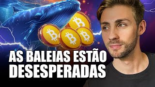 MERCADO CRIPTO A FASE DE OTIMISMO COMEÇOU [upl. by Eked]