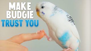 How to Make Your Budgie Trust You [upl. by Daza]