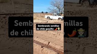 Proceso de Siembra de Almácigos de Chile Guajillo 🌱 Parte 1 [upl. by Scot]