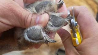 How To Clip your German Shepherds nails [upl. by Elinor]