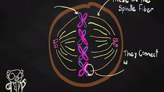 Biology Stopmotion Project Mitosis [upl. by Kelli]