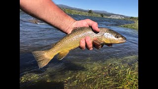 Fly Fishing the Madison River Ennis Montana [upl. by Ard]