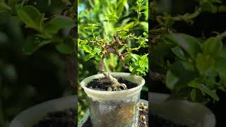 Bonsai sancang bisa berbuah [upl. by Hale]