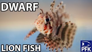 HOW TO KEEP A DWARF LIONFISH [upl. by Ahsilet]