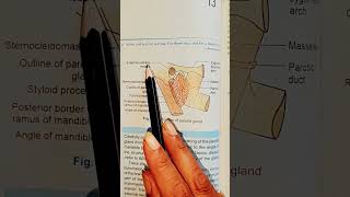 Position of Parotid Glandanatomy bdchaurasia medicalstudents [upl. by Skiest]